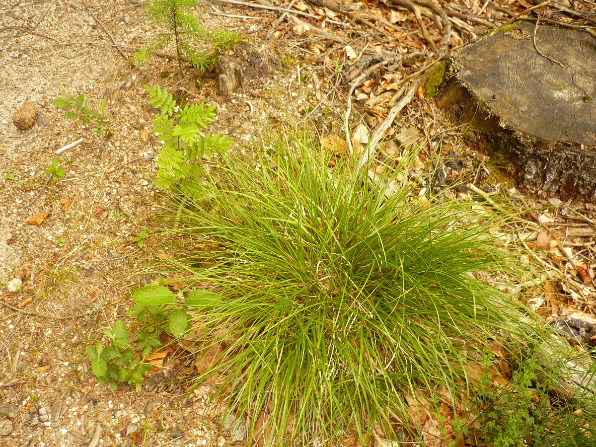 Carex pilulifera subsp. pilulifera (Cyperaceae)